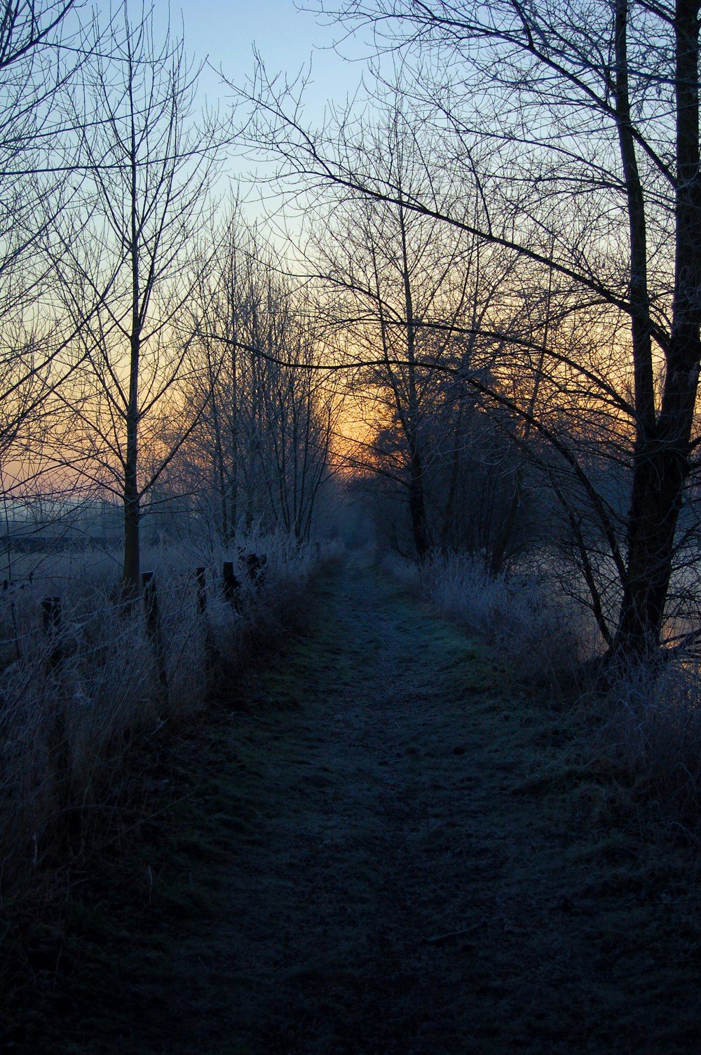 bare trees on green grass field during daytime