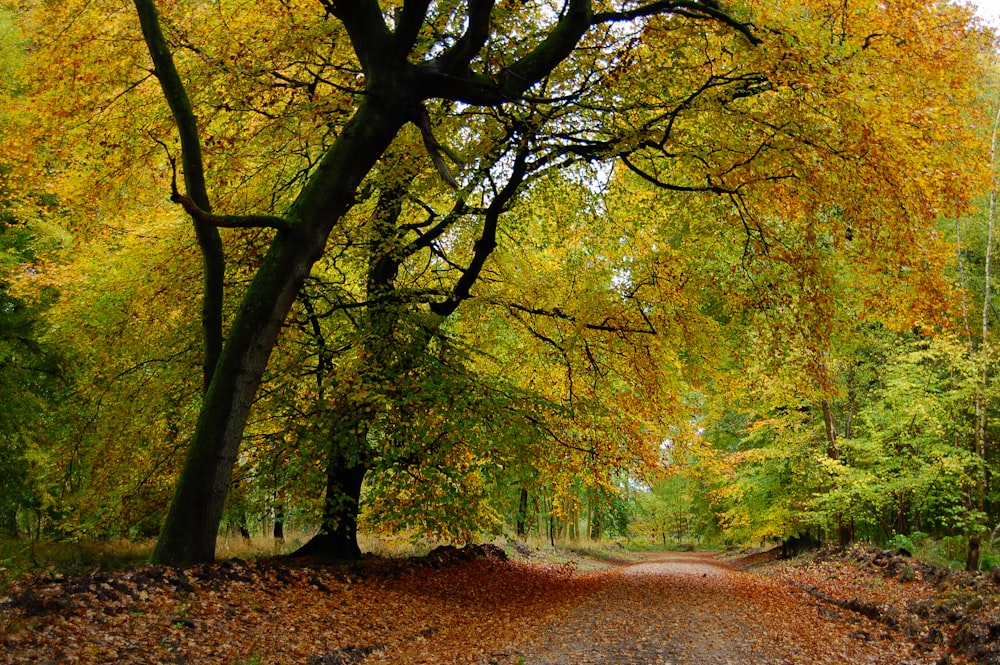 brown pathway between green trees during daytime