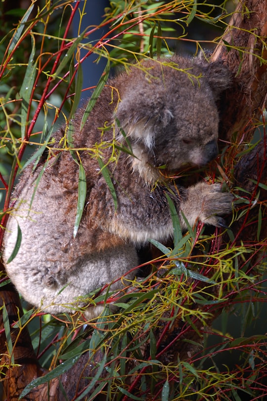 koala bear on brown tree branch during daytime in Victoria Australia