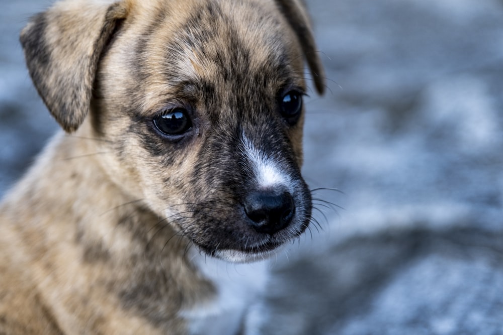 brown and black short coated dog