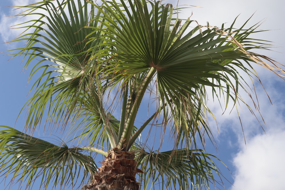 Palmera verde bajo el cielo azul durante el día