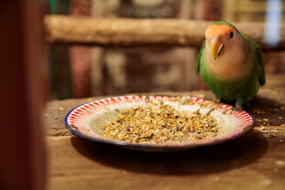 green bird on brown ceramic bowl