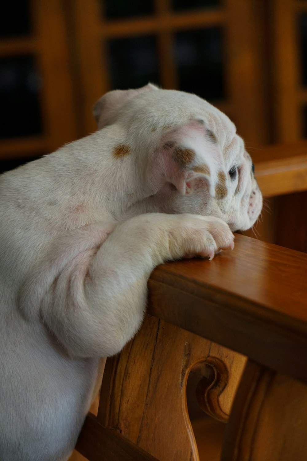 white short coated puppy on brown wooden table