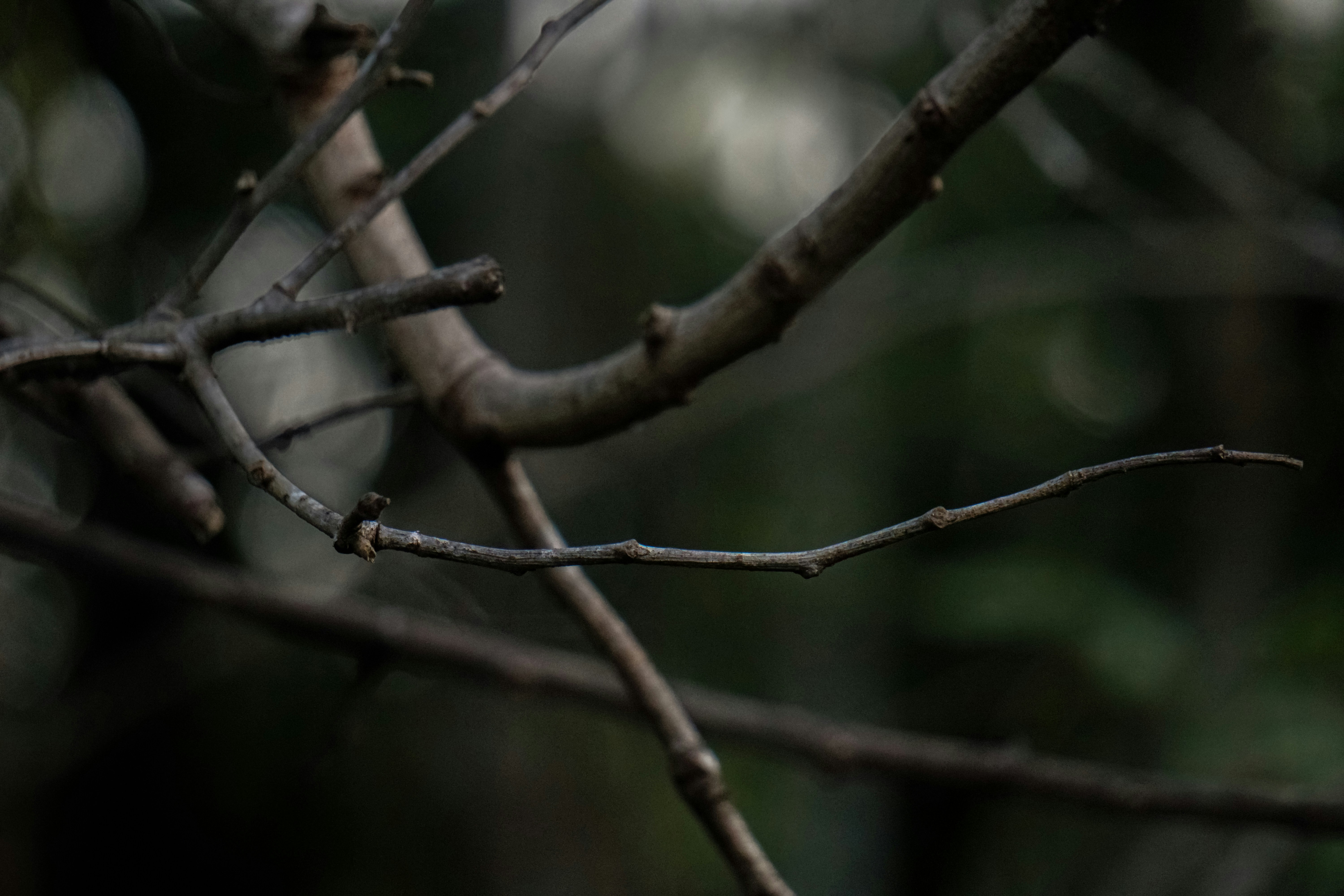 brown tree branch in tilt shift lens