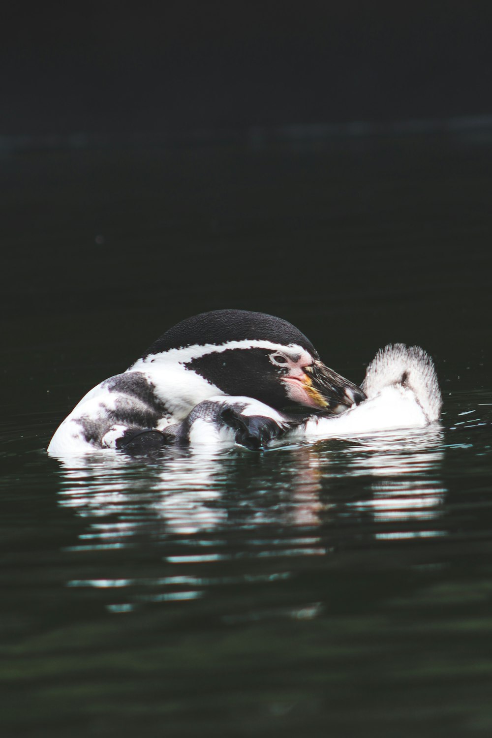 white and black duck on water