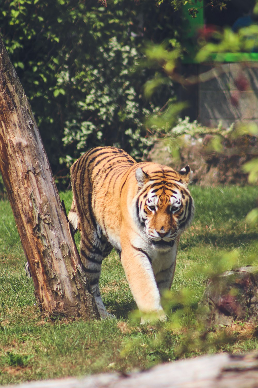 tiger walking on green grass during daytime