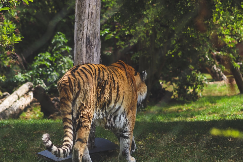 tiger walking on green grass during daytime