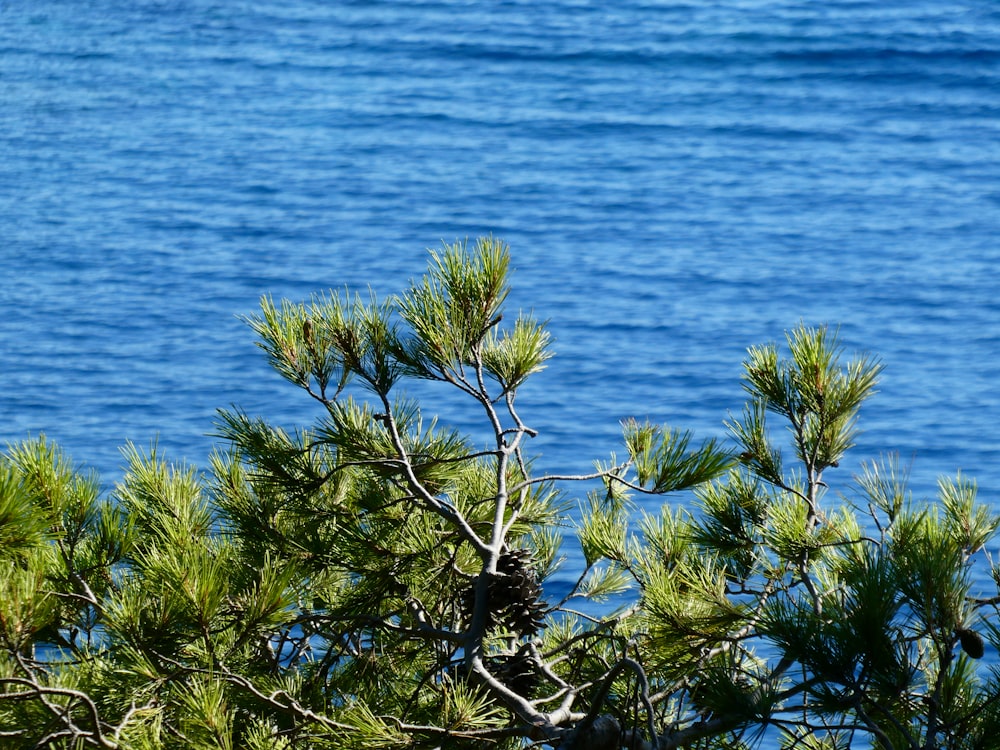 green tree near body of water during daytime