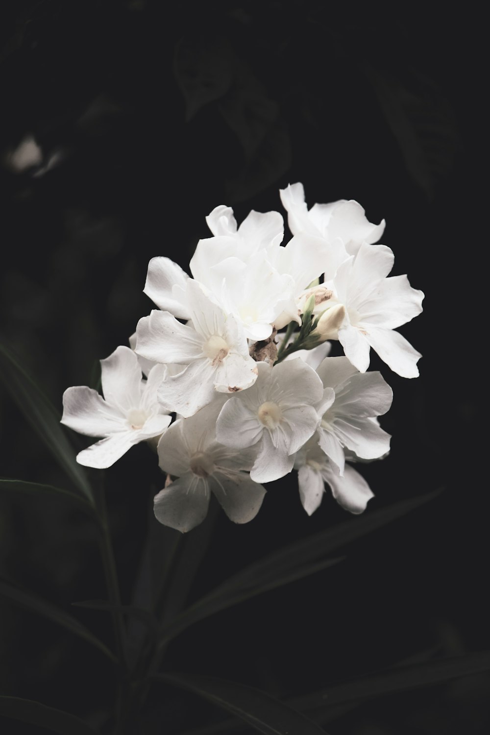 white flower in black background