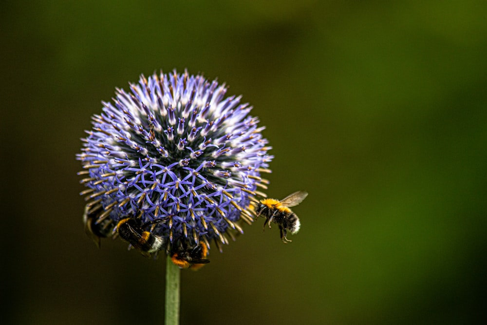 abeja negra y amarilla en flor azul