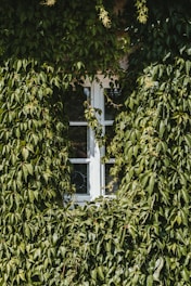 white wooden window frame with green leaves