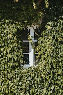 white wooden window frame with green leaves