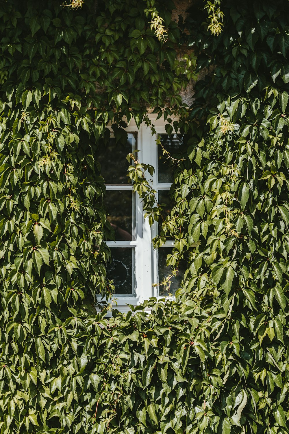 white wooden window frame with green leaves