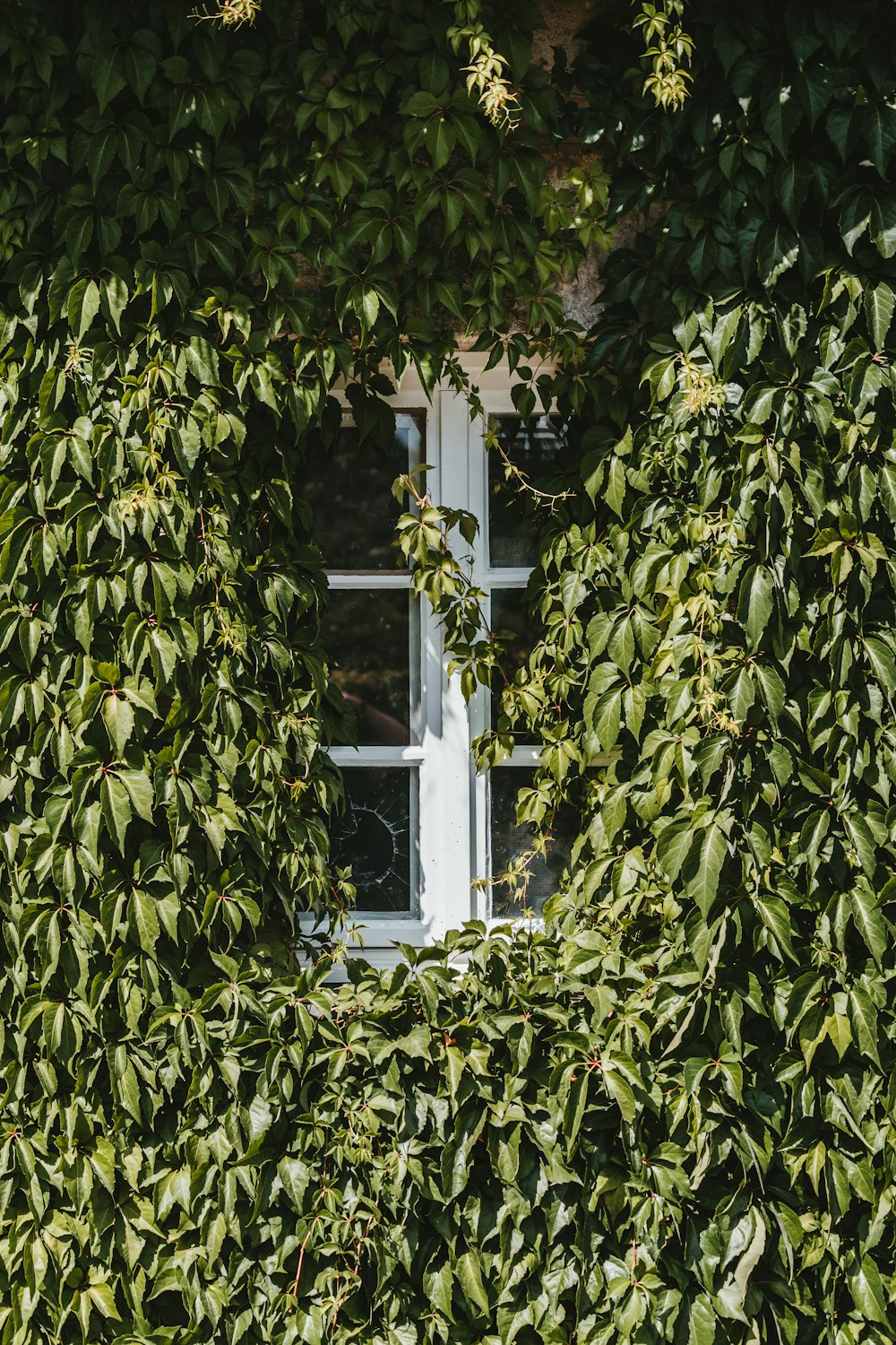 Cadre de fenêtre en bois blanc avec des feuilles vertes