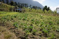 A lush green vegetable field with rows of leafy greens in the foreground. In the background, there are small farm buildings and a dense cluster of trees. The landscape is set against a backdrop of a mountain range under a partly cloudy sky.