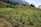 Visitor picking fresh vegetables in a natural farm surrounded by hills