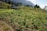 A lush green vegetable field with rows of leafy greens in the foreground. In the background, there are small farm buildings and a dense cluster of trees. The landscape is set against a backdrop of a mountain range under a partly cloudy sky.