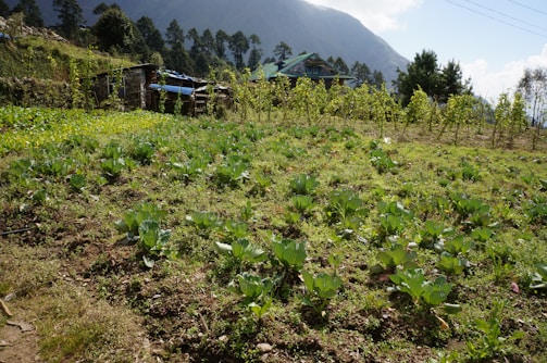 A lush green vegetable field with rows of leafy greens in the foreground. In the background, there are small farm buildings and a dense cluster of trees. The landscape is set against a backdrop of a mountain range under a partly cloudy sky.