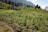 A lush green vegetable field with rows of leafy greens in the foreground. In the background, there are small farm buildings and a dense cluster of trees. The landscape is set against a backdrop of a mountain range under a partly cloudy sky.