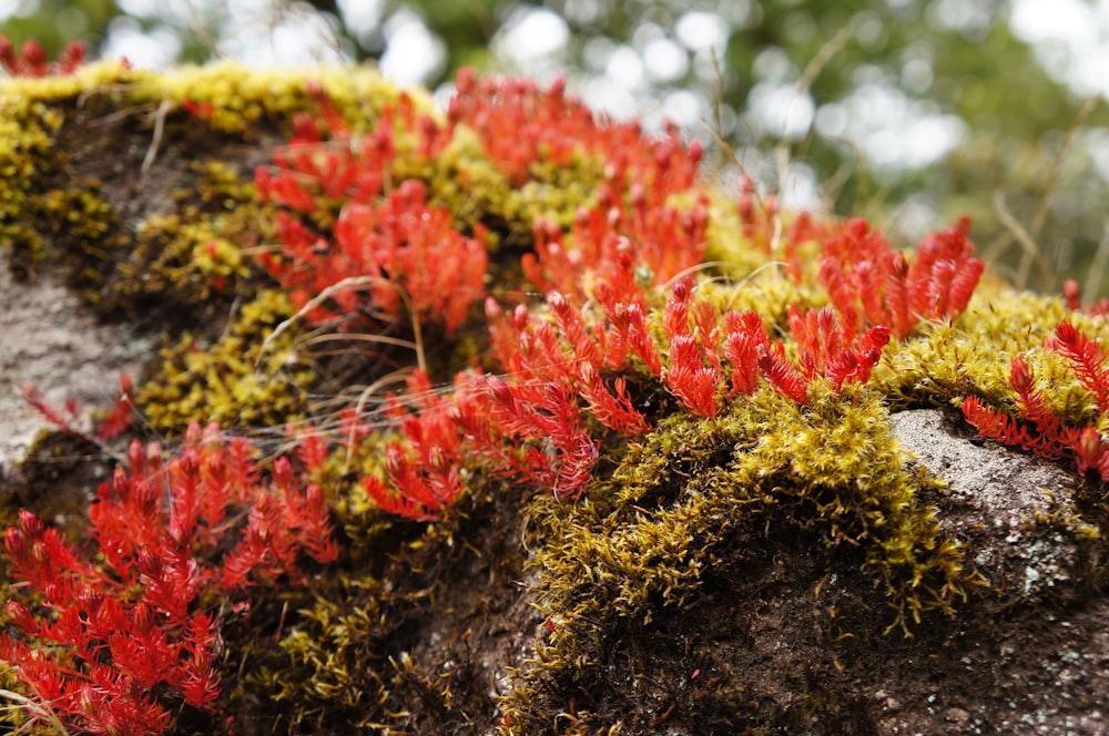 red and green plant on brown soil