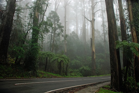gray concrete road between green trees in Dandenong Ranges Australia