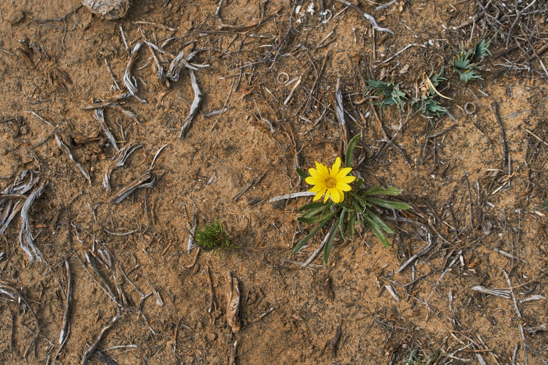 yellow flower on brown soil