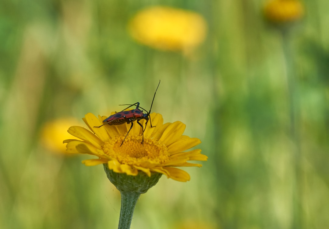 brown and black insect on yellow flower