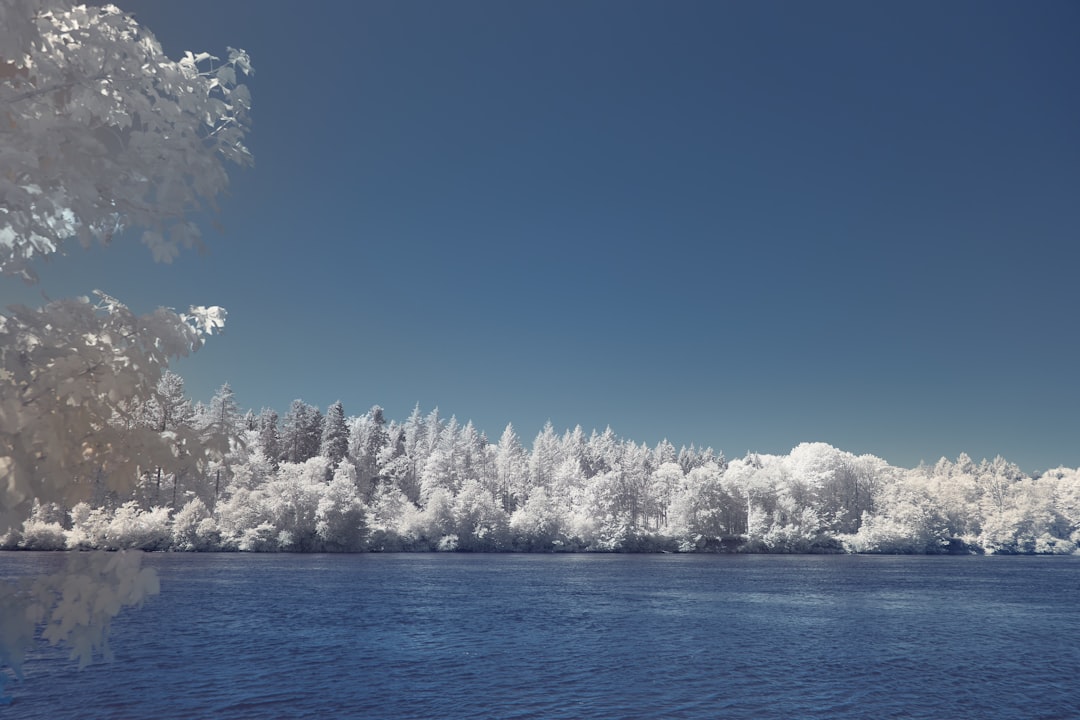 white trees covered with snow near body of water during daytime