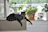 A sleek cat lounging elegantly in a handmade striped shirt, surrounded by plants.