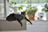 A sleek cat lounging elegantly in a handmade striped shirt, surrounded by plants.