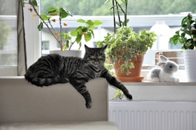A striped cat lounges comfortably on the arm of a couch, surrounded by a variety of green potted plants. A stuffed rabbit toy sits nearby on the windowsill, with a blurred view of the outdoors visible through the window.