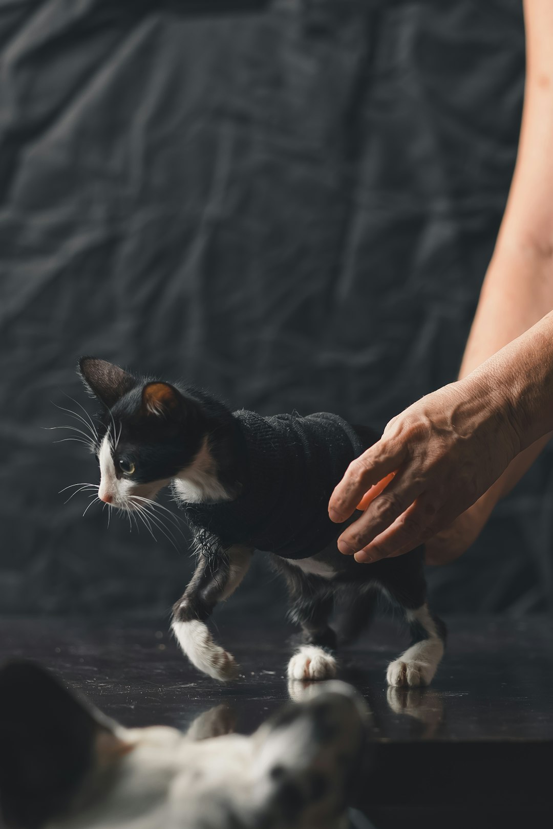 person holding black and white cat