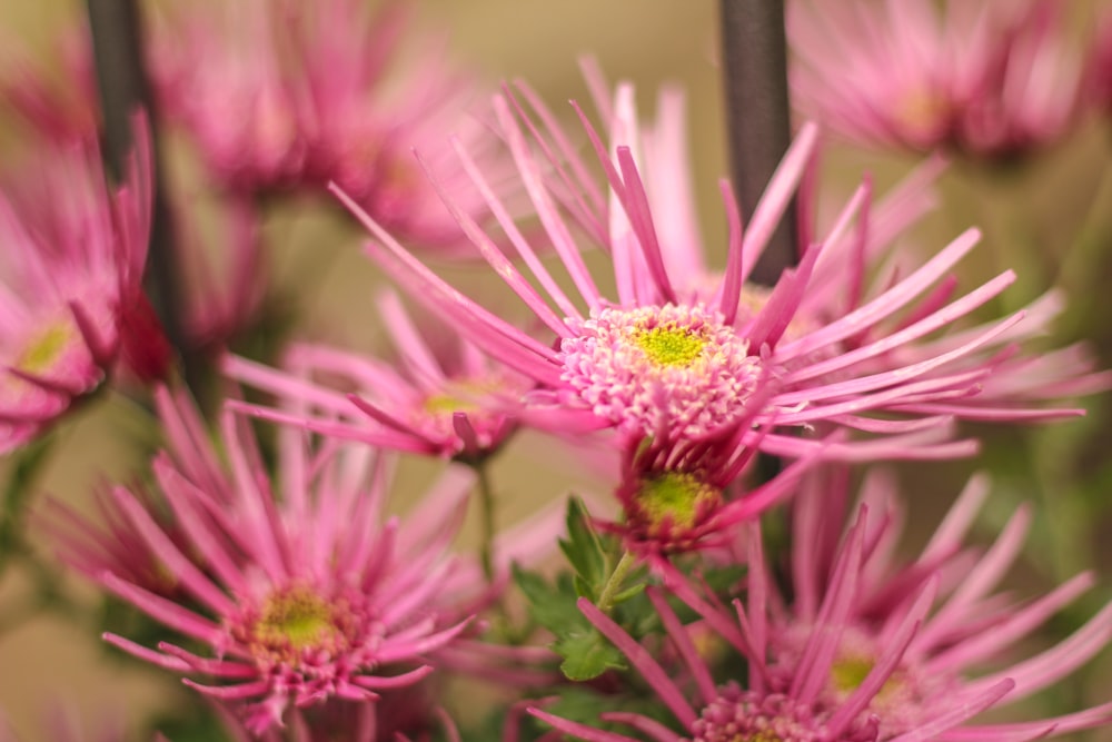 pink flower in tilt shift lens