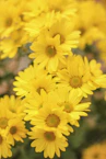 yellow flowers in tilt shift lens