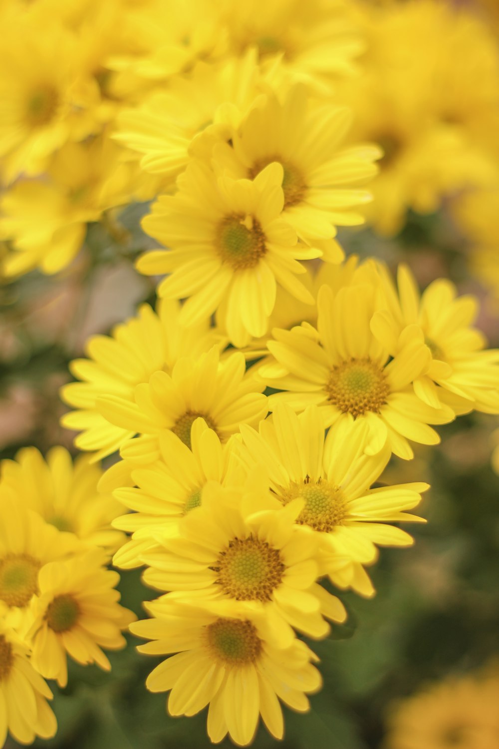 yellow flowers in tilt shift lens