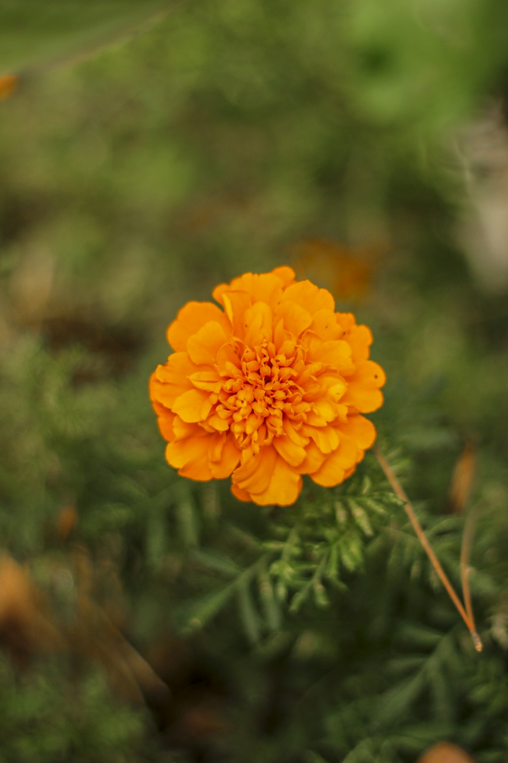 yellow flower in tilt shift lens