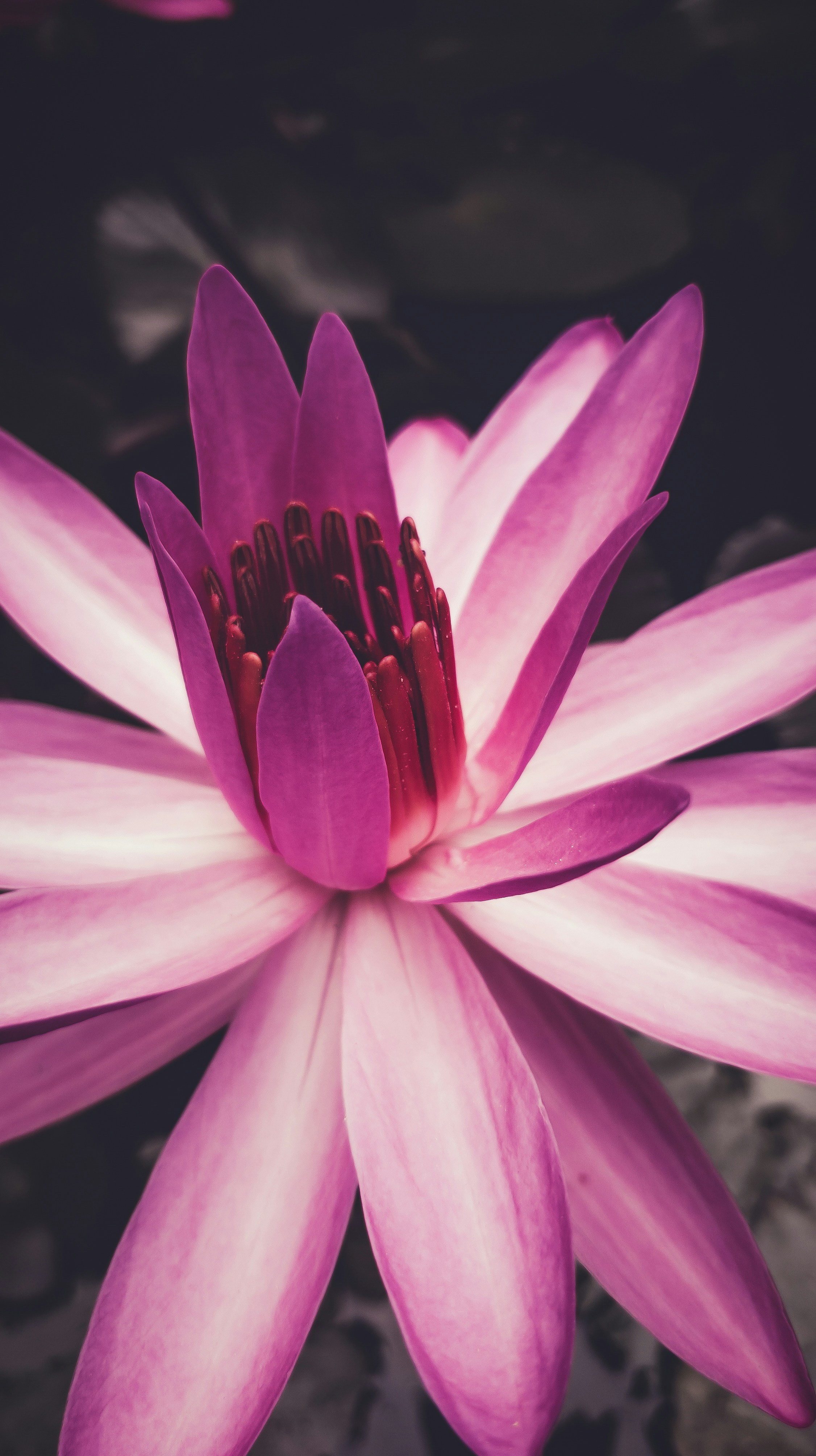 Photo by anshulsingh
