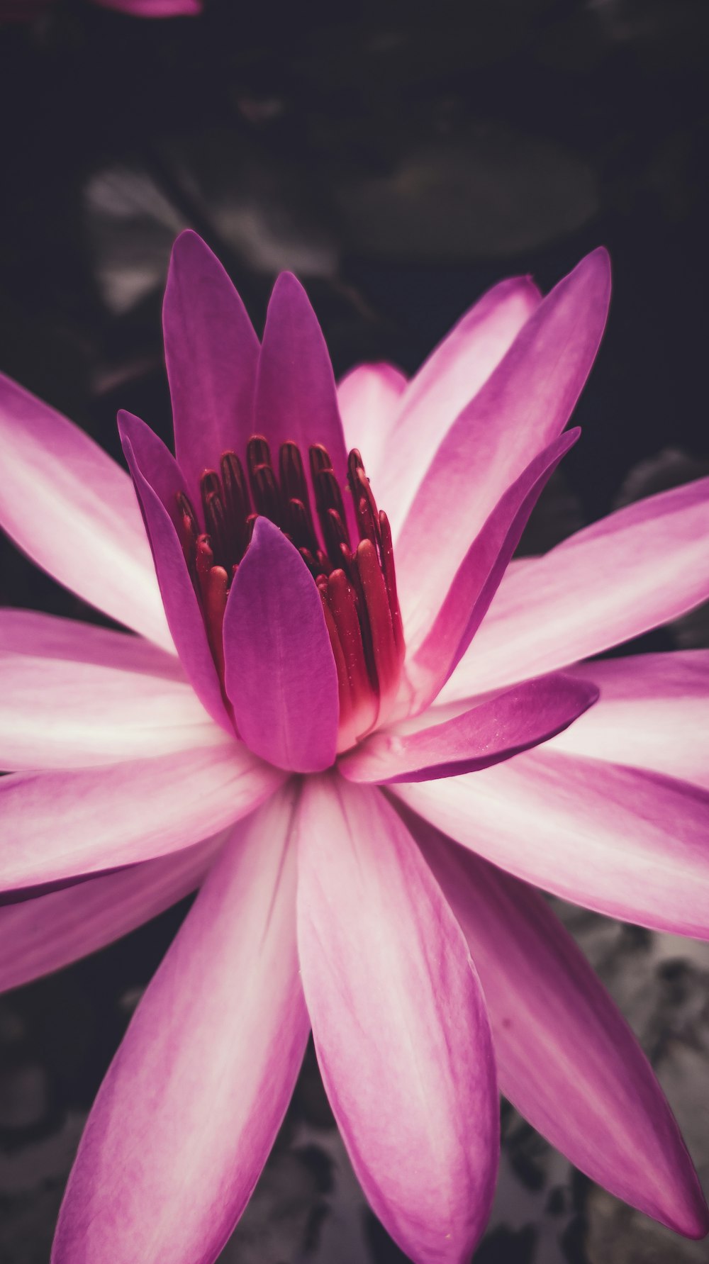 pink flower in macro shot