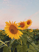 A cozy porch of the gite framed by blooming sunflowers under a soft sunset.