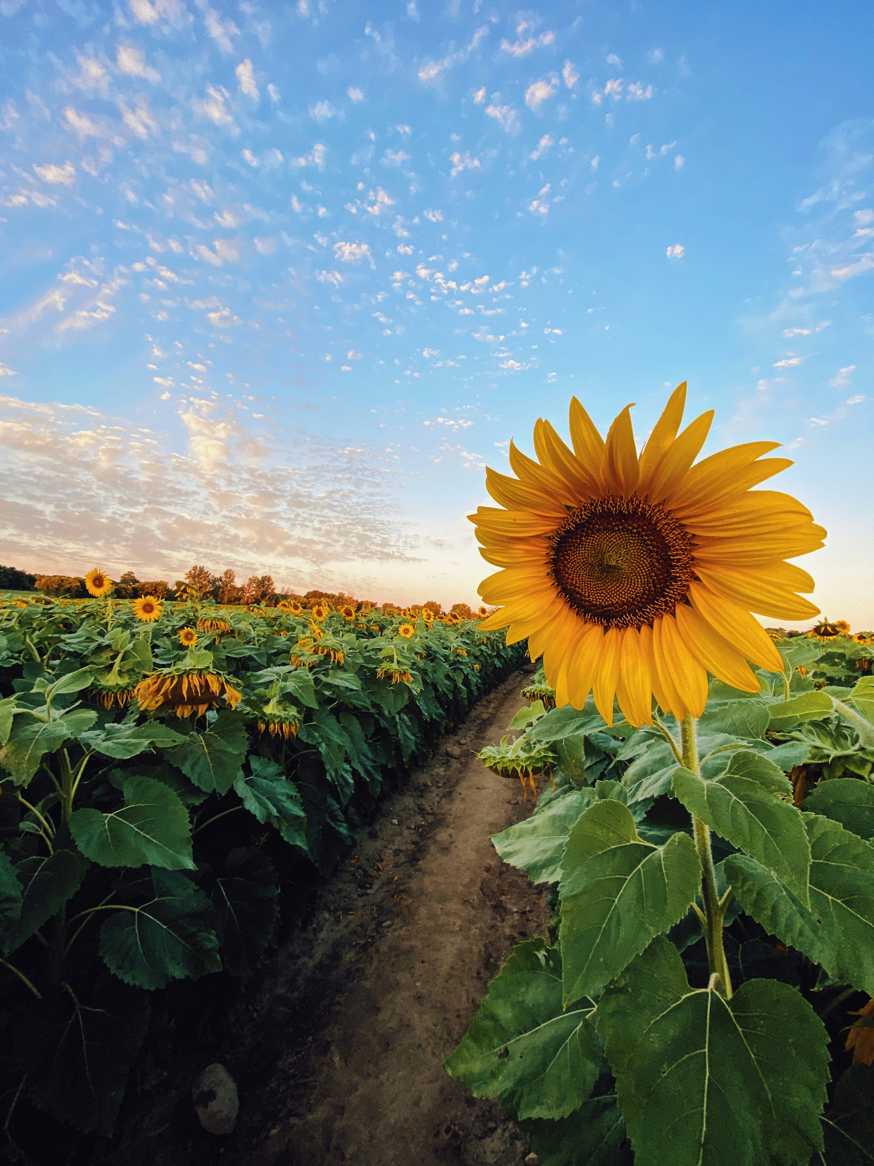 sunflower field under blue sky during daytime