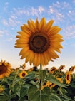 sunflower field under blue sky during daytime