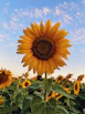 sunflower field under blue sky during daytime