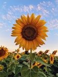 sunflower field under blue sky during daytime