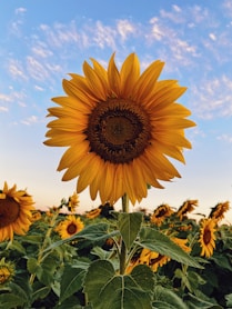 sunflower field under blue sky during daytime