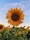 sunflower field under blue sky during daytime