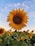 sunflower field under blue sky during daytime