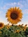 sunflower field under blue sky during daytime