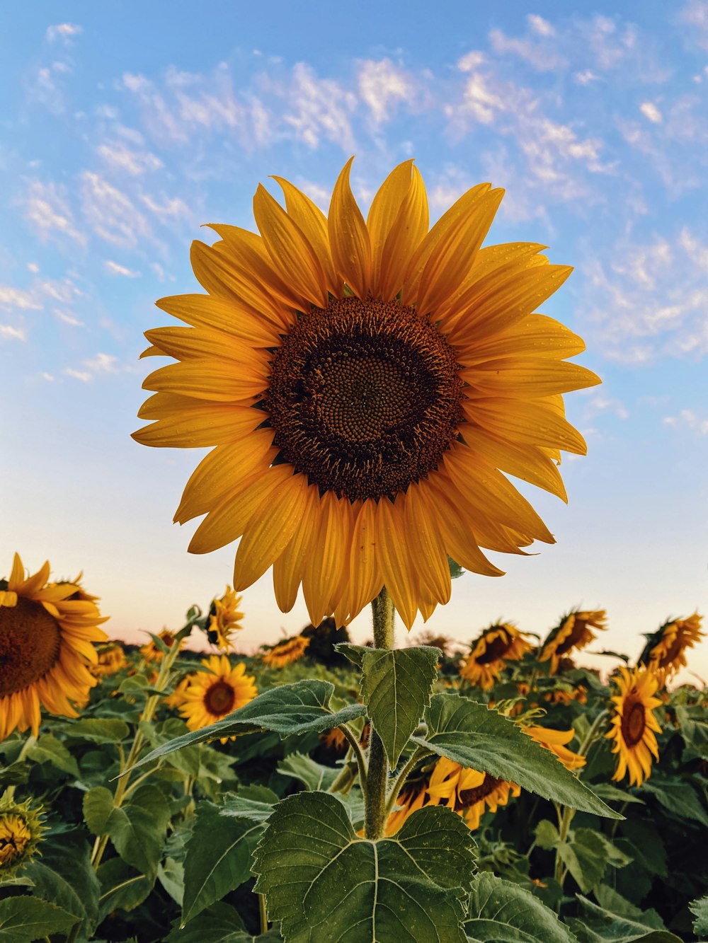 champ de tournesol sous le ciel bleu pendant la journée