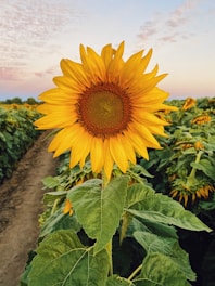 a large sunflower in a field of sunflowers
