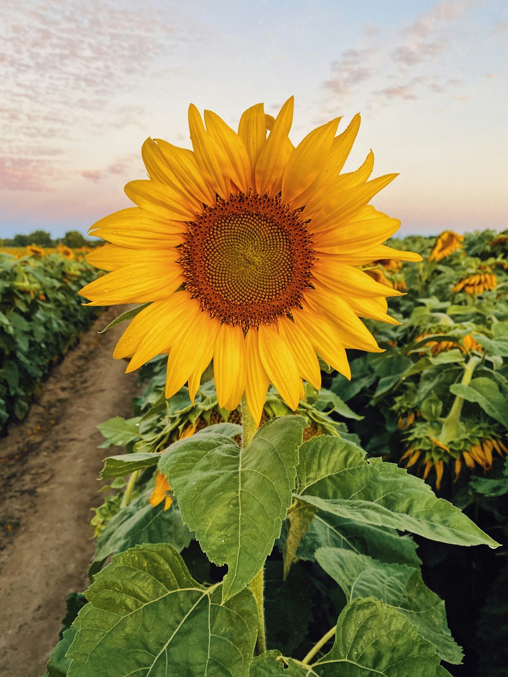 a large sunflower in a field of sunflowers